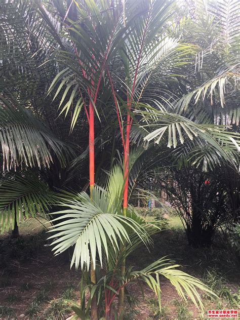 红槟榔树风水